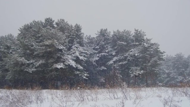 Snow falling in Winter Pine Forest with Snowy Christmas Trees