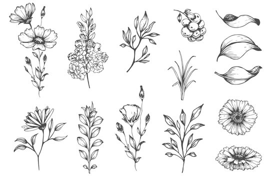 Vector collection of hand drawn plants. Botanical set of sketch flowers and branches