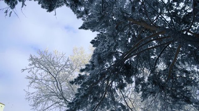 trees in the winter forest landscape