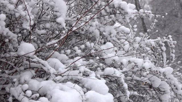 Snow falling in front of forest. Slow motion.