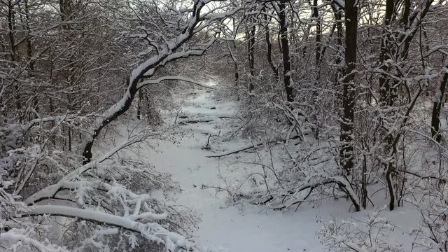 Camera moves among snow-covered trees during snowfall in forest at winter day. Aerial view.