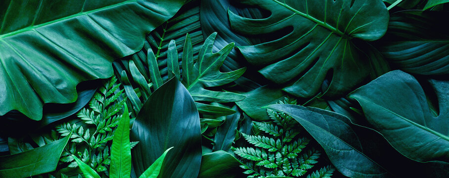 closeup tropical green leaf background. Flat lay, fresh wallpaper banner concept