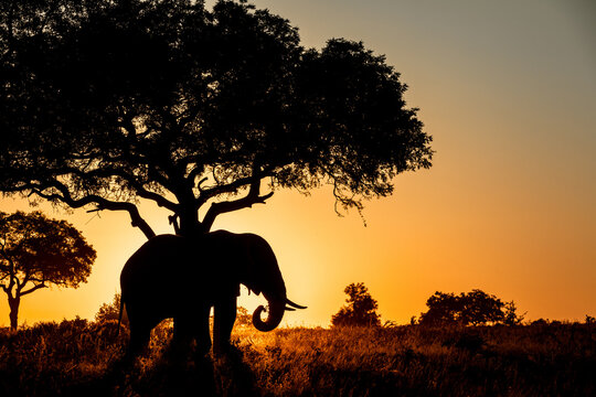 The silhouette of an elephant, Loxodonta africana, standing beneath a tree at sunset