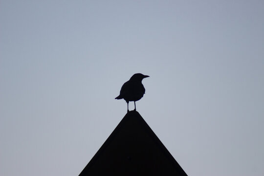 Bird silhouette, silueta de pájaro