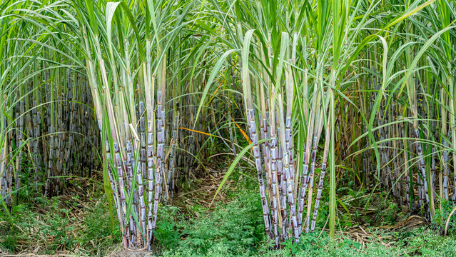 Sugarcane Wallpapers