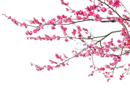 Tree branch flower Photo Overlays, Summer spring painted overlays, Photo art, png