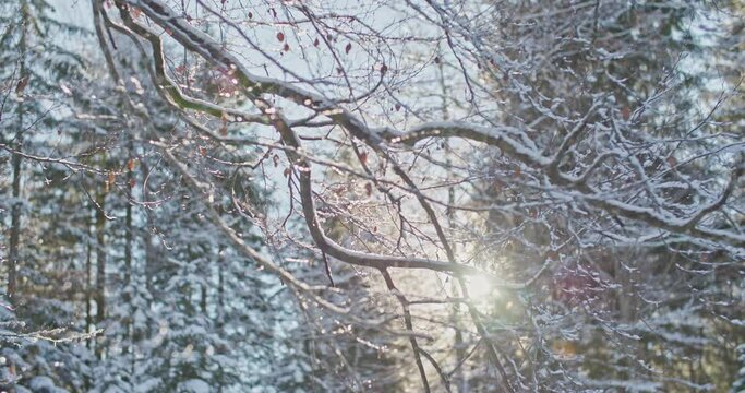 Enchanting winter scene in a forest with Frozen iced branches of tree with charming natural morning sunlight during the sunny day after snow. romantic wonderland. beautiful environment in slow motion.