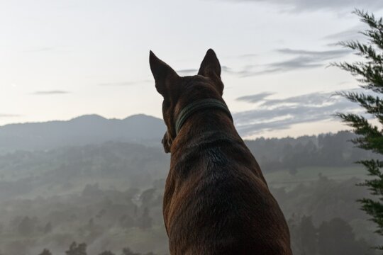 silueta de perro que inspira serenidad e instinto animal al notarse que esta admirando la montaña al amanecer.