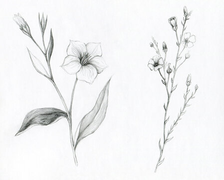 Flax flower drawing