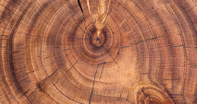 a beautiful cut of a walnut tree processed for decoration and use, a cut of a walnut tree with annual rings