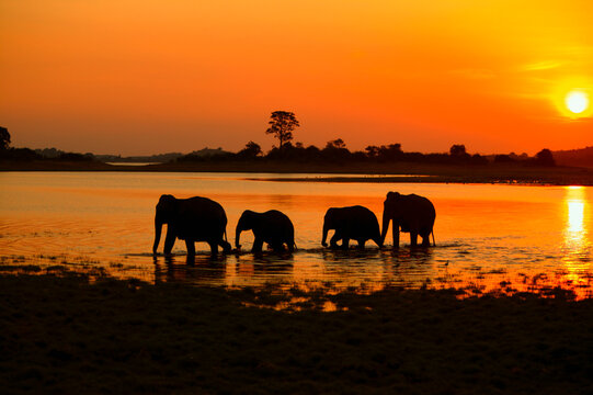 Asian elephant (Elephas maximus) herd silhouetted crossing lake at sunset, Mineria, Sri Lanka, Asia. 