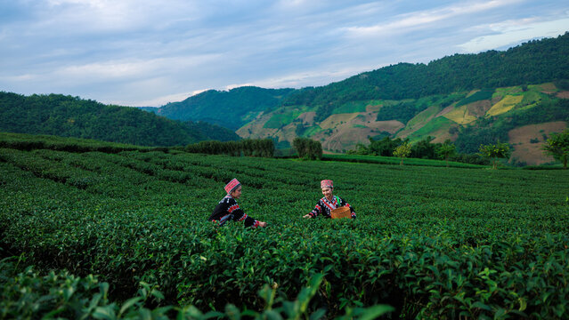 two asian woman wearing  traditional dress picking tea leaf in tea plantation 101, at Chiangrai Province, Thailand