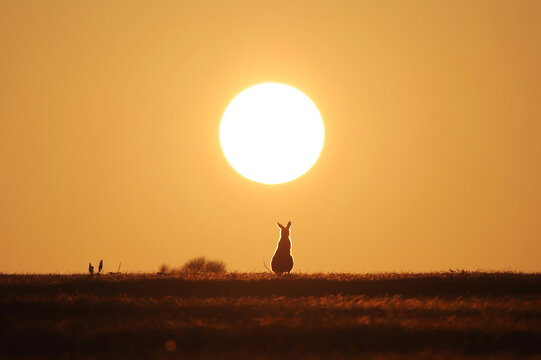 Horizontal shot of kangaroo at sunset