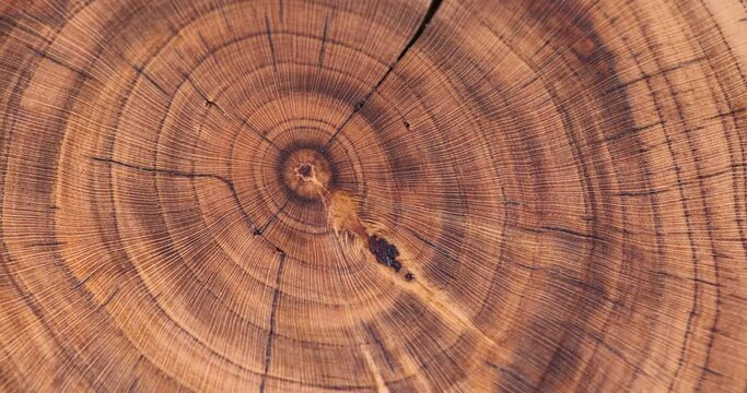 a beautiful cut of a walnut tree processed for decoration and use, a cut of a walnut tree with annual rings