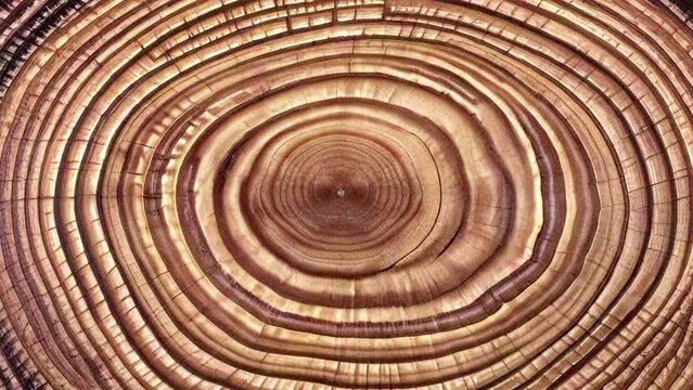 a tree trunk cross-section move or cause to move in a circle around an axis or center	revealing detailed growth rings that radiate outward from the center.