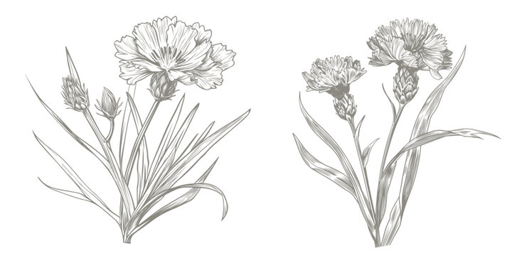 Cornflower hand drawn illustration. Vector pen-and-ink drawing illustration of cornflower plant. Herbal conception illustration