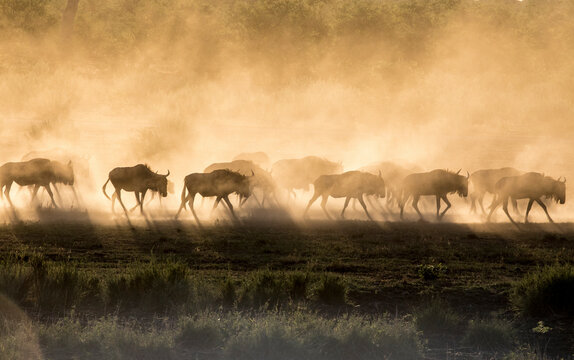 View of gnu, wildebeest walking in dust at sunrise, Limpopo, South Africa.