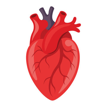 illustration of real human heart 