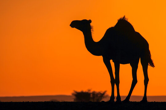 Silhouette of a Camel in the desert against an orange sky, Saudi Arabia