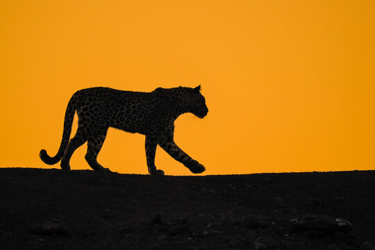 Silhouette of a Leopard Walking at Sunset with Vibrant Orange Sky