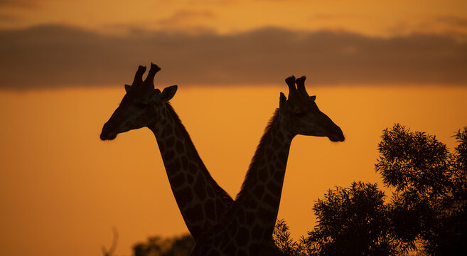 A silhouette of two giraffes, Giraffa, during sunset.