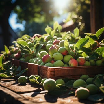 Professional landscape photos 
 from piles of fruit on guavas harvested by farmers on plantations with fresh fruit