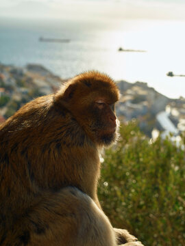 A serene Barbary macaque sitting with a scenic ocean sunset background.