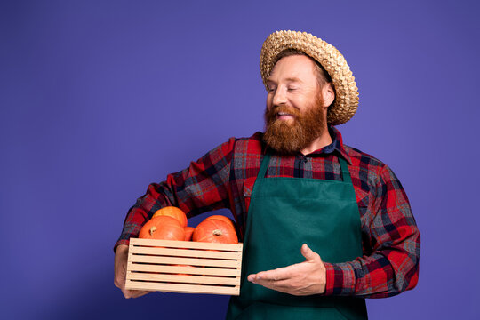 Photo of positive man farmer wear plaid uniform hold box fresh autumn season pumpkin isolated on purple color background