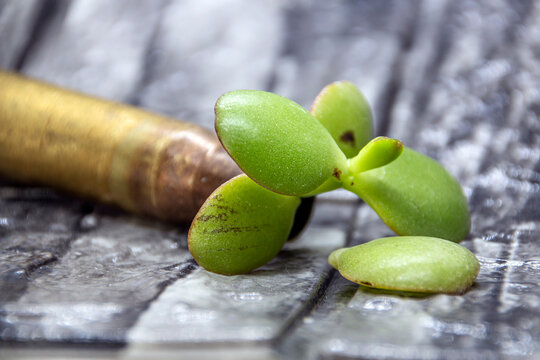 Sleeve from 50 Caliber Browning Machine Gun with green leaves close-up	
