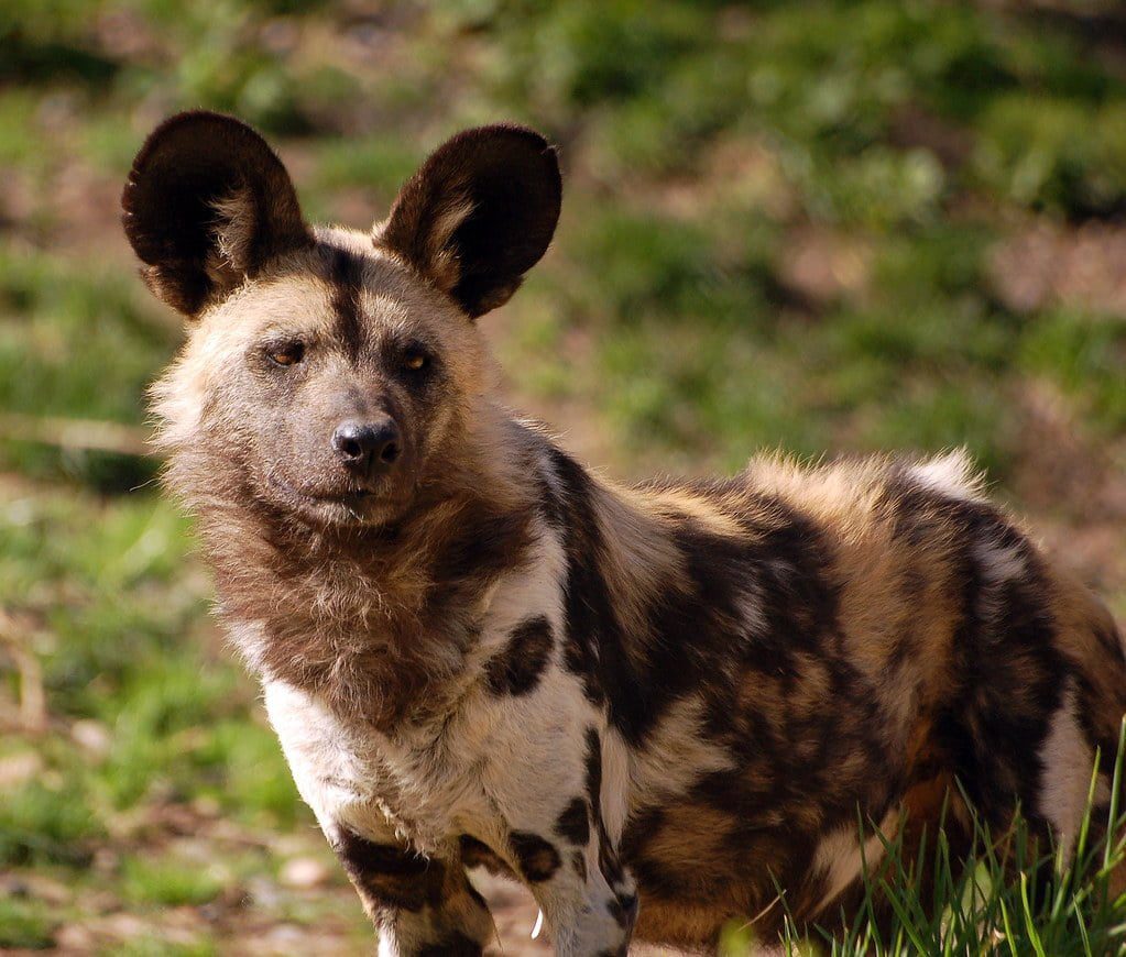 African Wild Dog