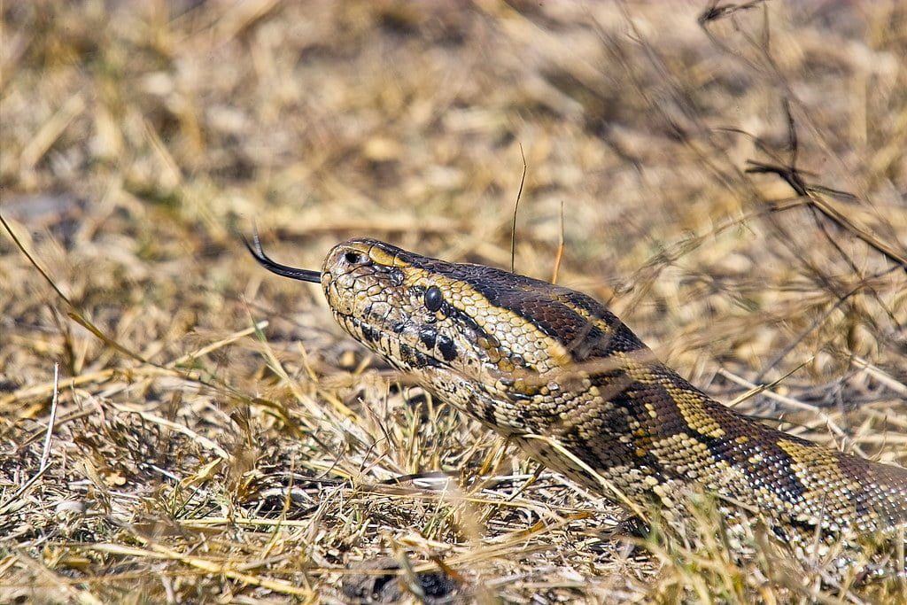 African Rock Python - Most Dangerous Animals in Africa