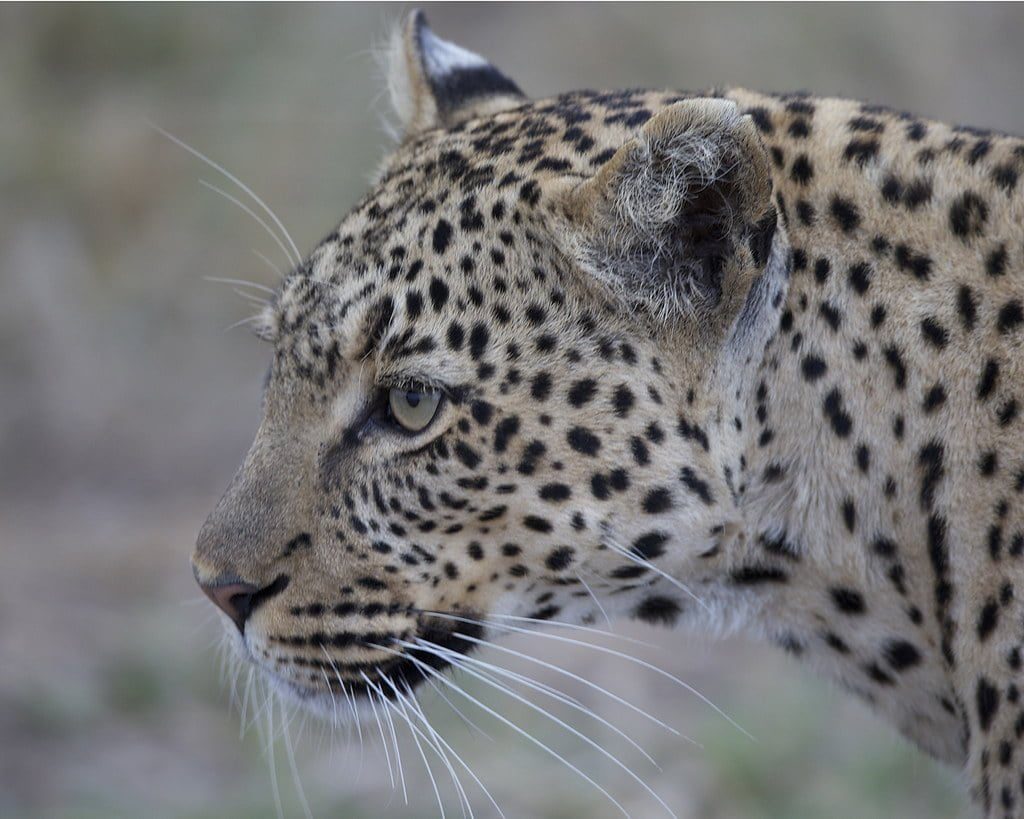 African Leopard