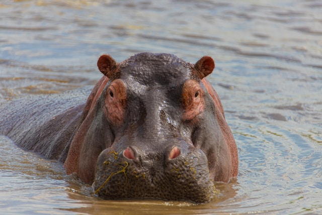 Hippopotamus