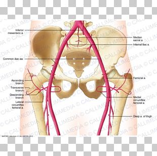 Internal Jugular Vein Anterior Jugular Vein External Jugular Vein PNG ...