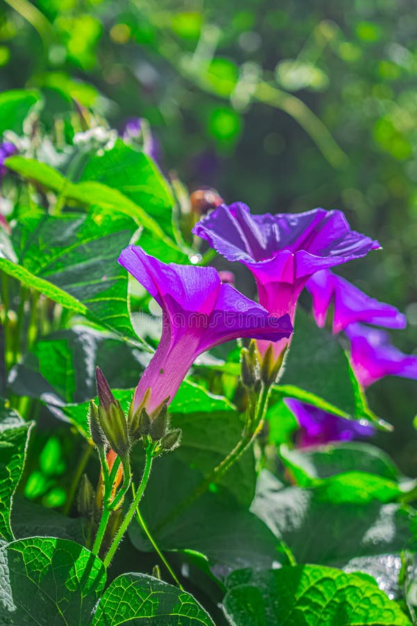 Bell-shaped Flowers Growing in the Forest Stock Photo - Image of cajola ...