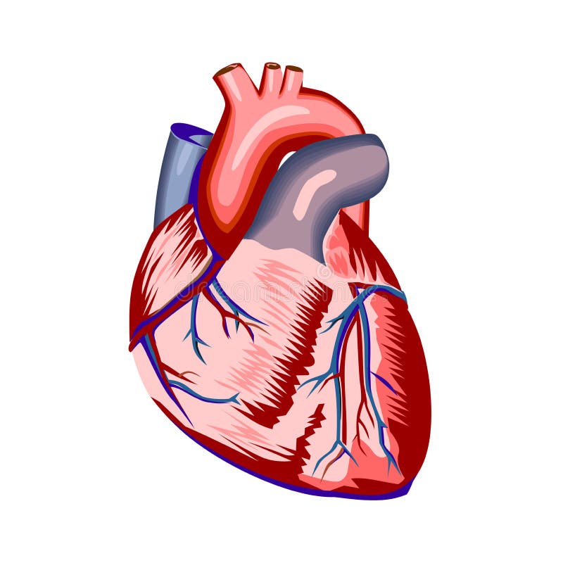 Anatomic Heart Clip Art