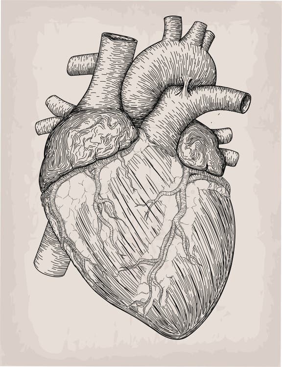 Anatomical Black Heart Stock Illustrations – 2,029 Anatomical Black ...