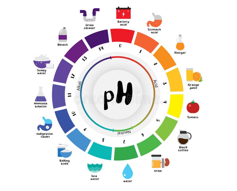 The PH Scale Universal Indicator PH Color Chart Diagram Stock Vector ...