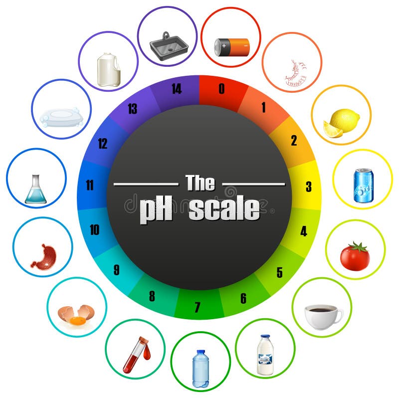 The PH Scale on White Background Stock Vector - Illustration of chart ...