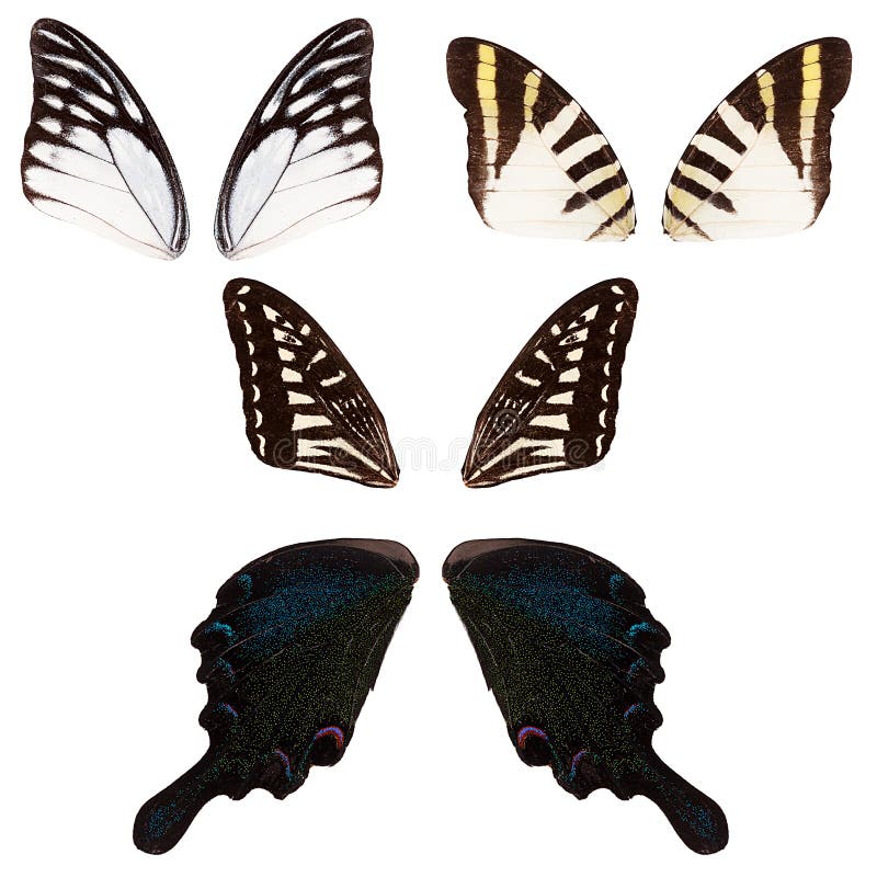 Set of butterfly wings stock image. Image of wildlife - 72763527