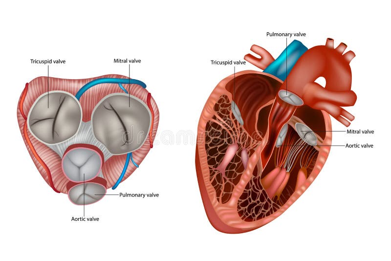 Structure of Egg. Anatomy of a Bird Embryo. Chicken Egg Development ...