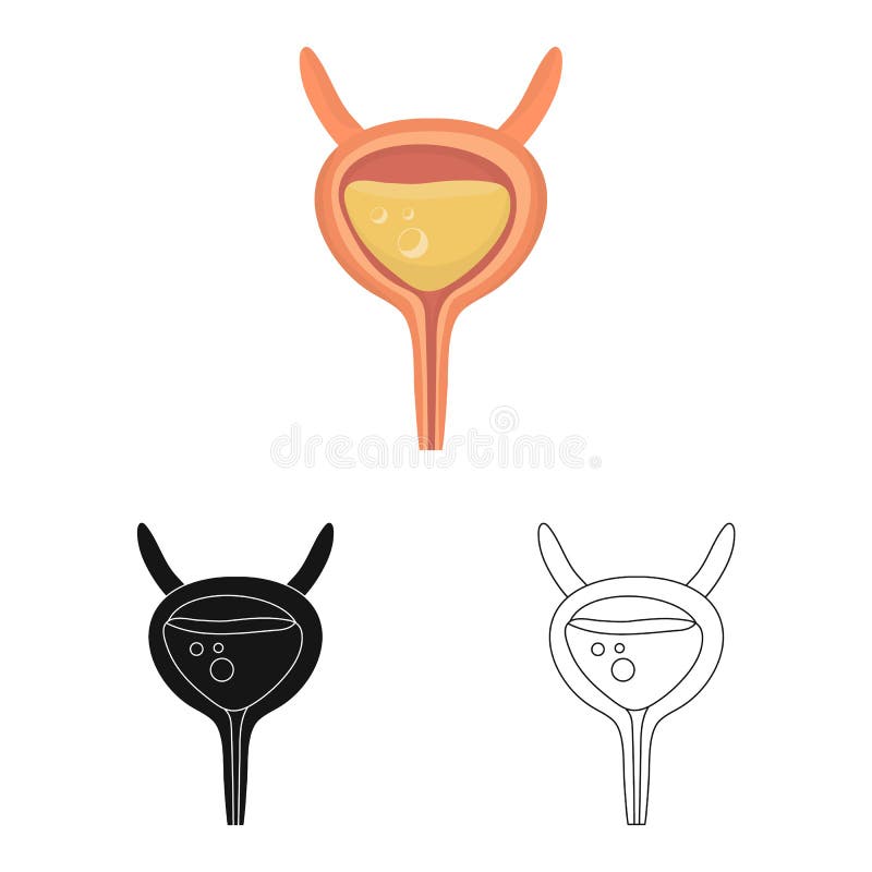 Vector Illustration of Incontinence and Bladder Logo. Collection of ... image.