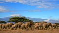 African Elephant Herd Kilimanjaro Mountain Tanzania