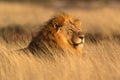 African lion, Etosha Park, Namibia