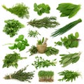 Fresh herbs collection