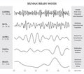 Human Brain Waves Diagram / Chart / Illustration