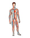 Male circulatory system. Vector illustration of blood circulation in human body. Human arterial and venous circulatory