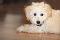 Maltese-Poodle Puppy Portrait