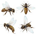 Set of bee