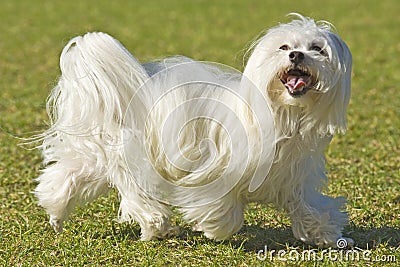 Maltese Poodle Stock Photo